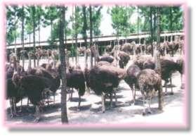 韶关乳源鸵鸟养殖场